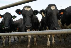 Dairy cows - Waiting to be milked - Captured at Caldermeade Farm, Caldermeade VIC Australia.