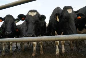 Dairy cows - Waiting to be milked - Captured at Caldermeade Farm, Caldermeade VIC Australia.