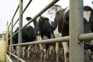 Dairy cows - Waiting to be milked - Captured at Caldermeade Farm, Caldermeade VIC Australia.