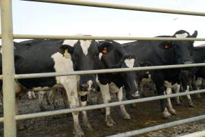 Dairy cows - Waiting to be milked - Captured at Caldermeade Farm, Caldermeade VIC Australia.