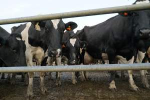 Dairy cows - Waiting to be milked - Captured at Caldermeade Farm, Caldermeade VIC Australia.