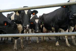 Dairy cows - Waiting to be milked - Captured at Caldermeade Farm, Caldermeade VIC Australia.