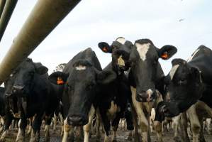 Dairy cows - Waiting to be milked - Captured at Caldermeade Farm, Caldermeade VIC Australia.