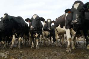 Dairy cows - Waiting to be milked - Captured at Caldermeade Farm, Caldermeade VIC Australia.