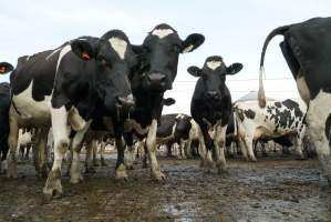 Dairy cows - Waiting to be milked - Captured at Caldermeade Farm, Caldermeade VIC Australia.