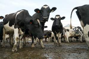 Dairy cows - Waiting to be milked - Captured at Caldermeade Farm, Caldermeade VIC Australia.