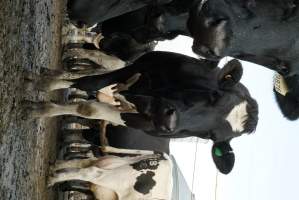 Dairy cows - Waiting to be milked - Captured at Caldermeade Farm, Caldermeade VIC Australia.