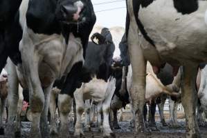 Dairy cows - Waiting to be milked - Captured at Caldermeade Farm, Caldermeade VIC Australia.