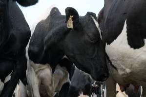 Dairy cows - Waiting to be milked - Captured at Caldermeade Farm, Caldermeade VIC Australia.