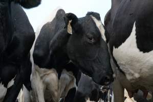 Dairy cows - Waiting to be milked - Captured at Caldermeade Farm, Caldermeade VIC Australia.