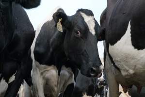 Dairy cows - Waiting to be milked - Captured at Caldermeade Farm, Caldermeade VIC Australia.