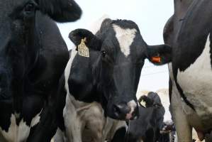 Dairy cows - Waiting to be milked - Captured at Caldermeade Farm, Caldermeade VIC Australia.