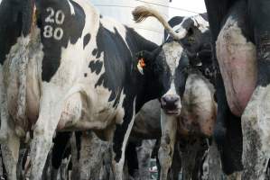 Dairy cows - Waiting to be milked - Captured at Caldermeade Farm, Caldermeade VIC Australia.