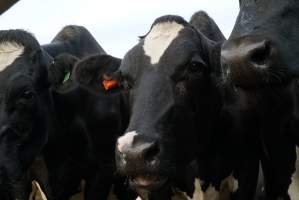 Dairy cows - Waiting to be milked - Captured at Caldermeade Farm, Caldermeade VIC Australia.