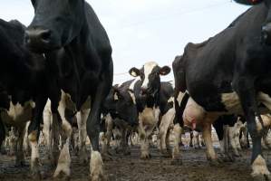 Dairy cows - Waiting to be milked - Captured at Caldermeade Farm, Caldermeade VIC Australia.