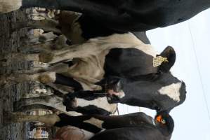 Dairy cows - Waiting to be milked - Captured at Caldermeade Farm, Caldermeade VIC Australia.