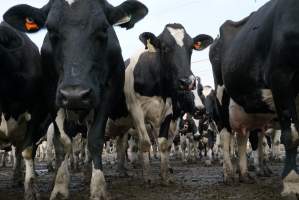 Dairy cows - Waiting to be milked - Captured at Caldermeade Farm, Caldermeade VIC Australia.