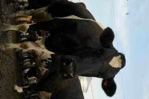 Dairy cows - Waiting to be milked - Captured at Caldermeade Farm, Caldermeade VIC Australia.