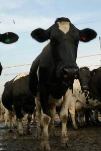 Dairy cows - Waiting to be milked - Captured at Caldermeade Farm, Caldermeade VIC Australia.