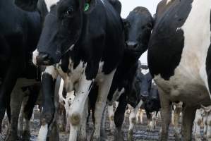 Dairy cows - Waiting to be milked - Captured at Caldermeade Farm, Caldermeade VIC Australia.