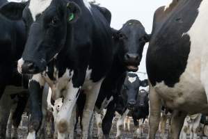 Dairy cows - Waiting to be milked - Captured at Caldermeade Farm, Caldermeade VIC Australia.