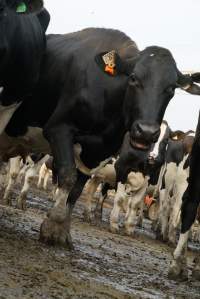 Dairy cows - Waiting to be milked - Captured at Caldermeade Farm, Caldermeade VIC Australia.