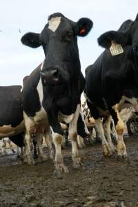 Dairy cows - Waiting to be milked - Captured at Caldermeade Farm, Caldermeade VIC Australia.