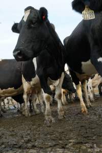 Dairy cows - Waiting to be milked - Captured at Caldermeade Farm, Caldermeade VIC Australia.