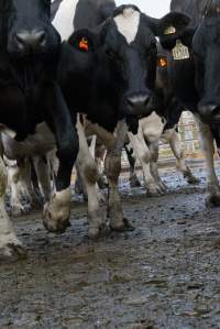 Dairy cows - Waiting to be milked - Captured at Caldermeade Farm, Caldermeade VIC Australia.