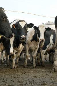 Dairy cows - Waiting to be milked - Captured at Caldermeade Farm, Caldermeade VIC Australia.