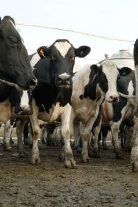 Dairy cows - Waiting to be milked - Captured at Caldermeade Farm, Caldermeade VIC Australia.