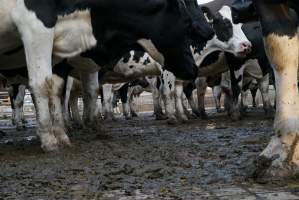 Dairy cows - Waiting to be milked - Captured at Caldermeade Farm, Caldermeade VIC Australia.