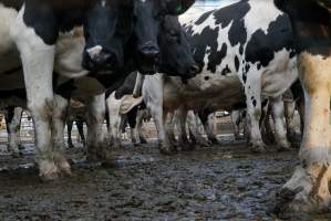 Dairy cows - Waiting to be milked - Captured at Caldermeade Farm, Caldermeade VIC Australia.