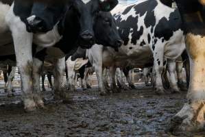 Dairy cows - Waiting to be milked - Captured at Caldermeade Farm, Caldermeade VIC Australia.