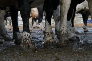 Dairy cows - Waiting to be milked - Captured at Caldermeade Farm, Caldermeade VIC Australia.