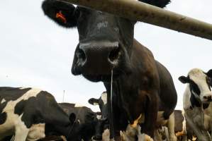 Dairy cows - Waiting to be milked - Captured at Caldermeade Farm, Caldermeade VIC Australia.