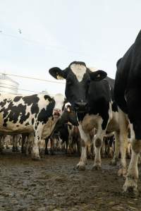 Dairy cows - Waiting to be milked - Captured at Caldermeade Farm, Caldermeade VIC Australia.