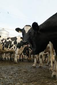 Dairy cows - Waiting to be milked - Captured at Caldermeade Farm, Caldermeade VIC Australia.