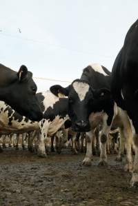 Dairy cows - Waiting to be milked - Captured at Caldermeade Farm, Caldermeade VIC Australia.