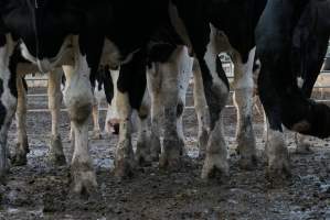 Dairy cows - Waiting to be milked - Captured at Caldermeade Farm, Caldermeade VIC Australia.