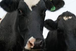 Dairy cows - Waiting to be milked - Captured at Caldermeade Farm, Caldermeade VIC Australia.