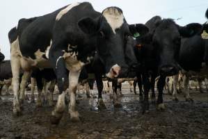 Dairy cows - Waiting to be milked - Captured at Caldermeade Farm, Caldermeade VIC Australia.