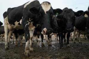 Dairy cows - Waiting to be milked - Captured at Caldermeade Farm, Caldermeade VIC Australia.