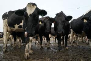 Dairy cows - Waiting to be milked - Captured at Caldermeade Farm, Caldermeade VIC Australia.