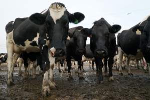 Dairy cows - Waiting to be milked - Captured at Caldermeade Farm, Caldermeade VIC Australia.