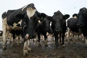 Dairy cows - Waiting to be milked - Captured at Caldermeade Farm, Caldermeade VIC Australia.