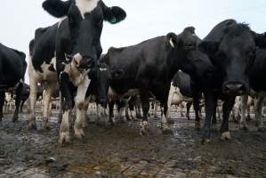 Dairy cows - Waiting to be milked - Captured at Caldermeade Farm, Caldermeade VIC Australia.