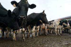 Dairy cows - Waiting to be milked - Captured at Caldermeade Farm, Caldermeade VIC Australia.