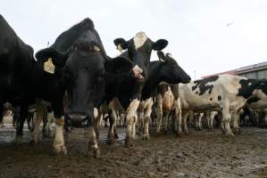 Dairy cows - Waiting to be milked - Captured at Caldermeade Farm, Caldermeade VIC Australia.