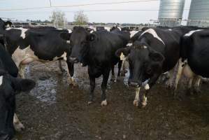 Dairy cows - Waiting to be milked - Captured at Caldermeade Farm, Caldermeade VIC Australia.